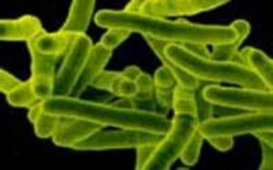 Бактерии туберкулеза